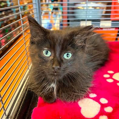 Jackdaw - Domestic Shorthair available for adoption