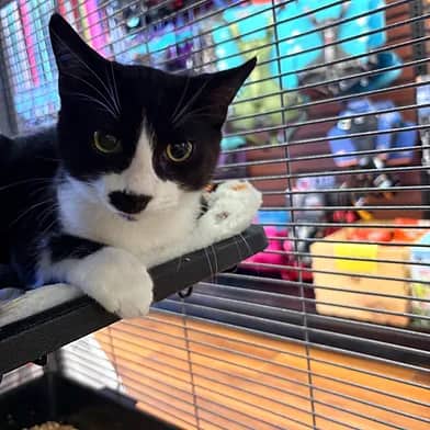 Linus - Domestic Shorthair cat available for adoption at Winnipeg Kitten Adoption in Winnipeg