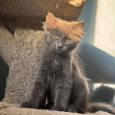 Teff - Domestic Shorthair available for adoption