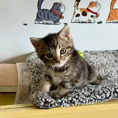 Wisdom - Domestic Shorthair cat available for adoption at Winnipeg Kitten Adoption in Winnipeg