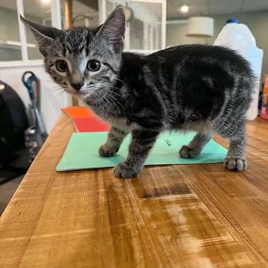 Marble - Domestic Shorthair cat available for adoption at Winnipeg Kitten Adoption in Winnipeg
