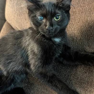 Splish - Domestic Shorthair cat available for adoption at Winnipeg Kitten Adoption in Winnipeg