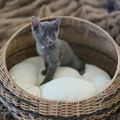 Drizzle - Domestic Shorthair cat available for adoption at Winnipeg Kitten Adoption in Winnipeg