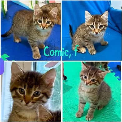 Comic - Domestic Shorthair available for adoption