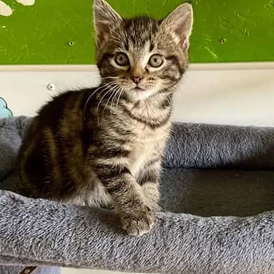 Kindness - Domestic Shorthair cat available for adoption at Winnipeg Kitten Adoption in Winnipeg