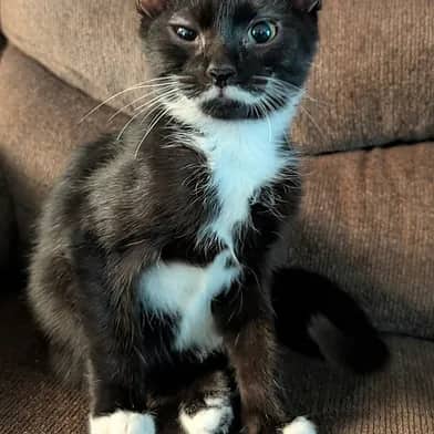 Sploosh - Domestic Shorthair cat available for adoption at Winnipeg Kitten Adoption in Winnipeg