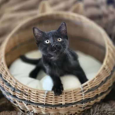 Tempest - Domestic Shorthair cat available for adoption at Winnipeg Kitten Adoption in Winnipeg