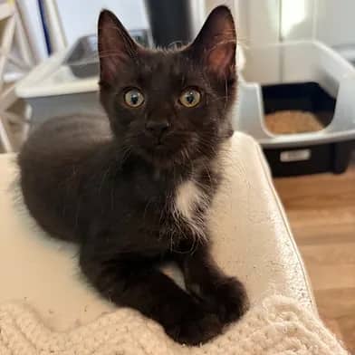 Anagram - Domestic Shorthair cat available for adoption in Manitoba