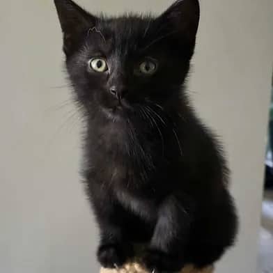 Evening - Domestic Shorthair cat available for adoption in Manitoba