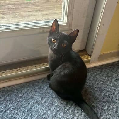 Jäegermeister - Domestic Shorthair cat available for adoption in Manitoba