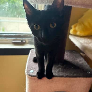 Sambucha - Domestic Shorthair cat available for adoption in Manitoba