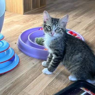 Jigsaw - Domestic Shorthair available for adoption