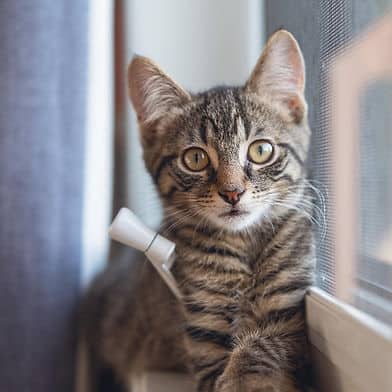 Edamame - Domestic Shorthair cat available for adoption at Winnipeg Kitten Adoption in Winnipeg