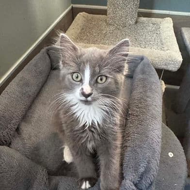 Fava Bean - Domestic Shorthair available for adoption