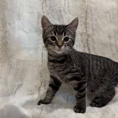 Ella - Domestic Shorthair cat available for adoption at Winnipeg Kitten Adoption in Winnipeg