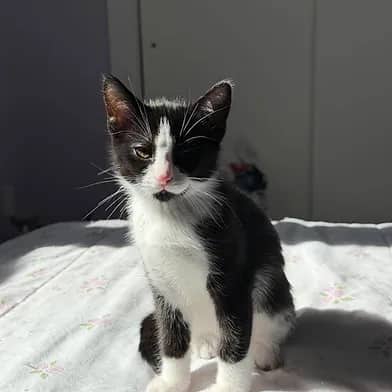 Linen - Domestic Shorthair cat available for adoption at Winnipeg Kitten Adoption in Winnipeg