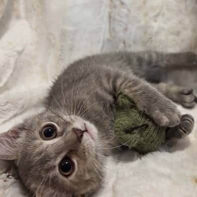 Maisie - Domestic Shorthair cat available for adoption in Calgary