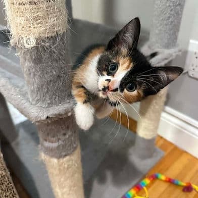 Lacey - Domestic Shorthair available for adoption