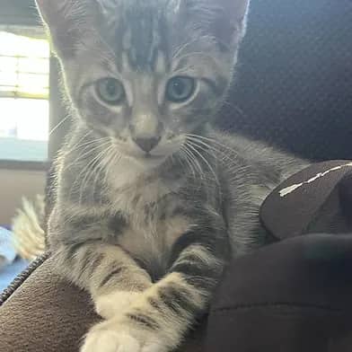 McGarett - Domestic Shorthair cat available for adoption at Winnipeg Kitten Adoption in Winnipeg