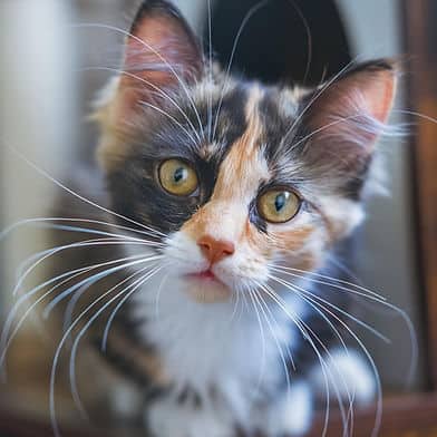 Quinoa - Domestic Shorthair cat available for adoption at Winnipeg Kitten Adoption in Winnipeg