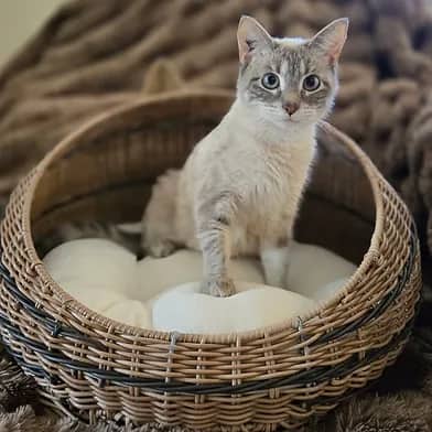 Nimbus - Domestic Shorthair cat available for adoption at Winnipeg Kitten Adoption in Winnipeg
