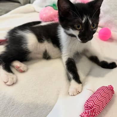 Lucy - Domestic Shorthair cat available for adoption at Winnipeg Kitten Adoption in Winnipeg