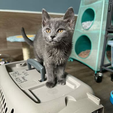 Cream - Domestic Shorthair available for adoption