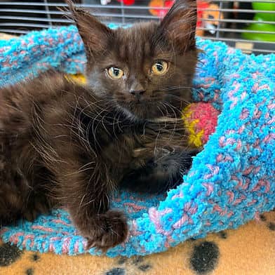 Raven - Domestic Shorthair available for adoption