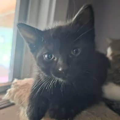 Night - Domestic Shorthair available for adoption