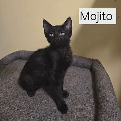 Mojito - Domestic Shorthair available for adoption