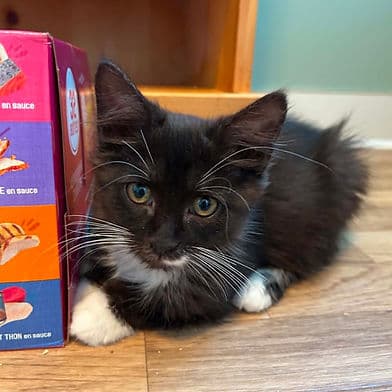 Ritz - Domestic Shorthair available for adoption