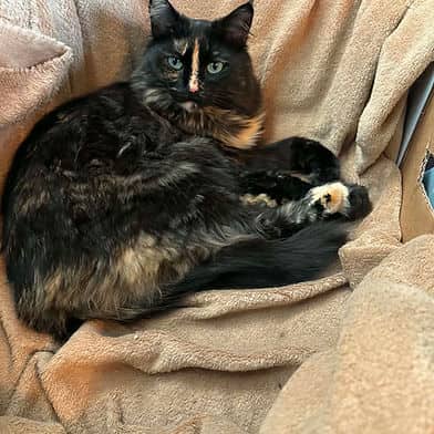 Ava - Domestic Shorthair cat available for adoption in Manitoba