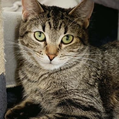 Florence - Domestic Shorthair available for adoption