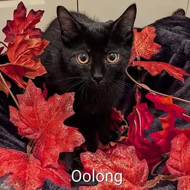 Oolong - Domestic Shorthair cat available for adoption at Winnipeg Kitten Adoption in Winnipeg