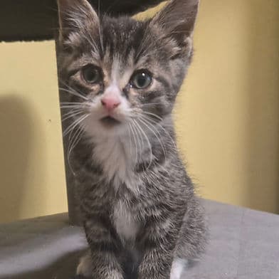 Clyde - Domestic Shorthair available for adoption