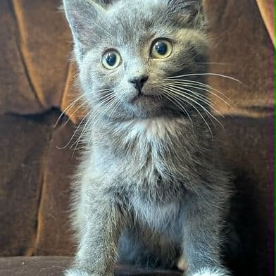 Princess Ariel - Domestic Shorthair cat available for adoption at Winnipeg Kitten Adoption in Winnipeg