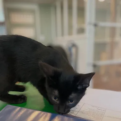Shale - Domestic Shorthair cat available for adoption at Winnipeg Kitten Adoption in Winnipeg