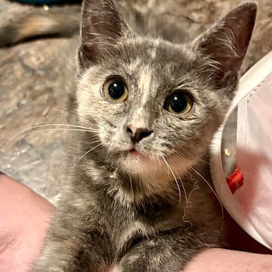 Tondue - Domestic Shorthair available for adoption