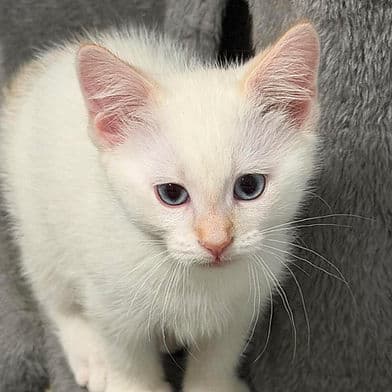 Goose - Domestic Shorthair available for adoption