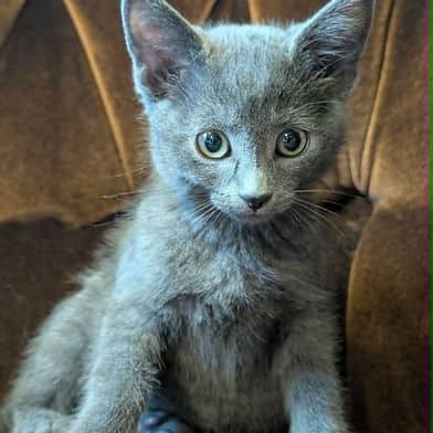 Princess Aurora - Domestic Shorthair available for adoption