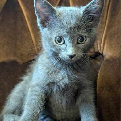 Princess Aurora - Domestic Shorthair cat available for adoption at Winnipeg Kitten Adoption in Winnipeg