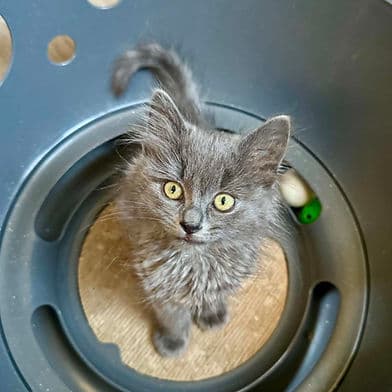 Sugar Snap Pea - Domestic Shorthair available for adoption
