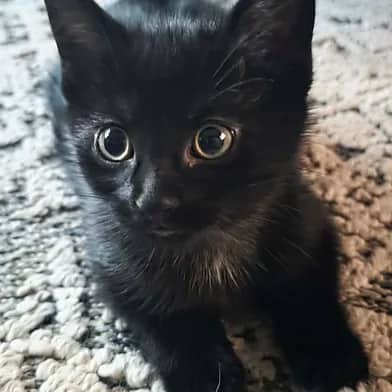 Twilight - Domestic Shorthair cat available for adoption in Manitoba