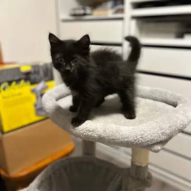 Pence - Domestic Shorthair cat available for adoption at Winnipeg Kitten Adoption in Winnipeg