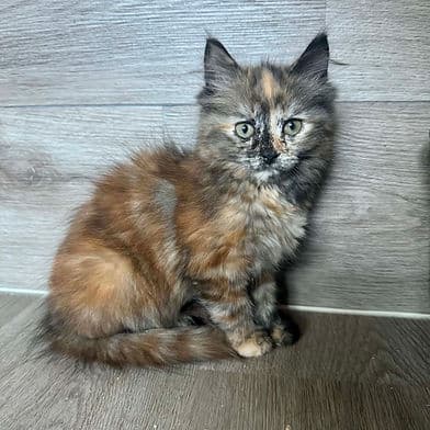 Sugar Cube - Domestic Shorthair available for adoption