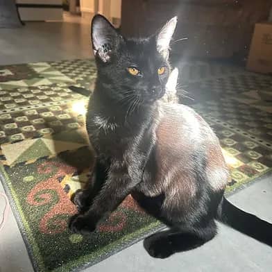 Vinta - Domestic Shorthair cat available for adoption in Manitoba