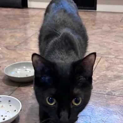 Pound - Domestic Shorthair cat available for adoption at Winnipeg Kitten Adoption in Winnipeg