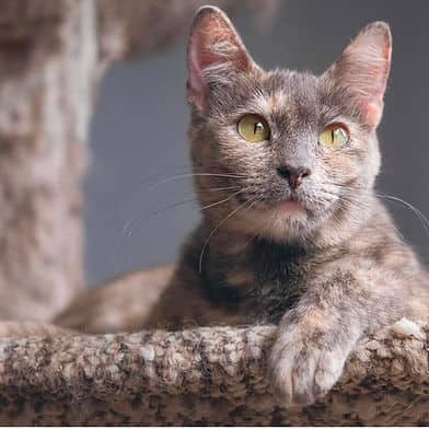 Conifer - Domestic Shorthair cat available for adoption at Winnipeg Kitten Adoption in Winnipeg