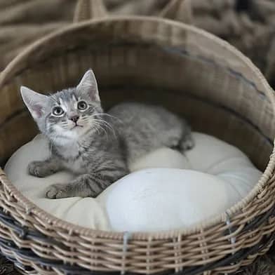 Typhoon - Domestic Shorthair cat available for adoption at Winnipeg Kitten Adoption in Winnipeg