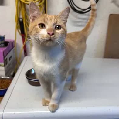 Winston - Domestic Shorthair cat available for adoption at Winnipeg Kitten Adoption in Winnipeg